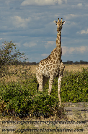 Africa2011-99