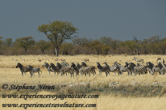 Africa2011-68
