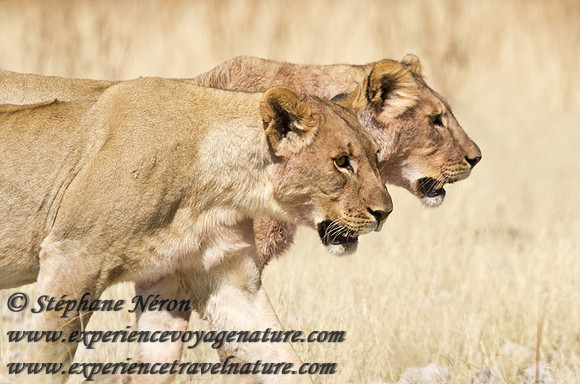 Africa2011-52
