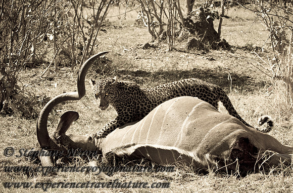 Africa2011-133
