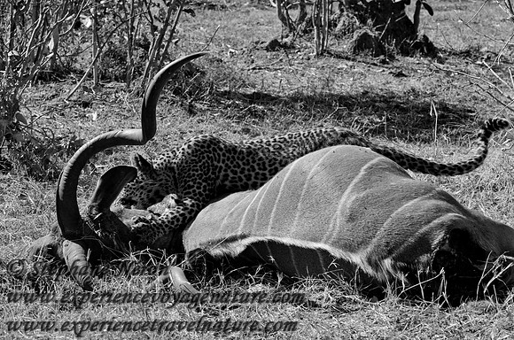 Africa2011-132