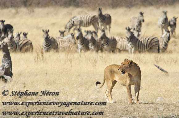 Africa2011-51