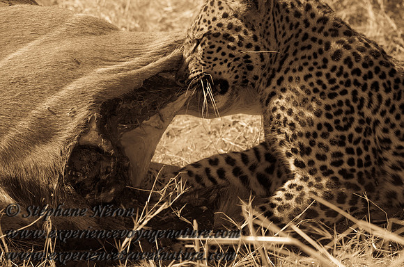 Africa2011-134