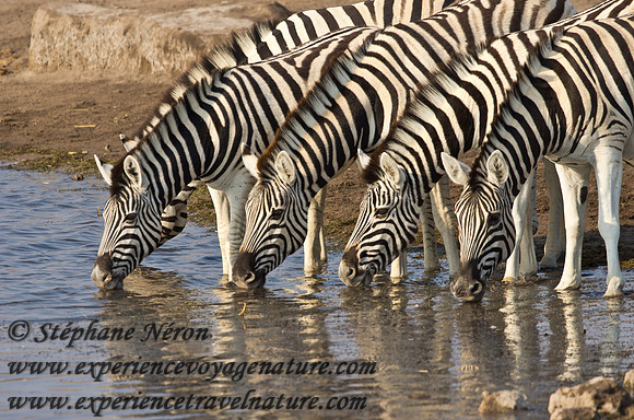 Africa2011-67