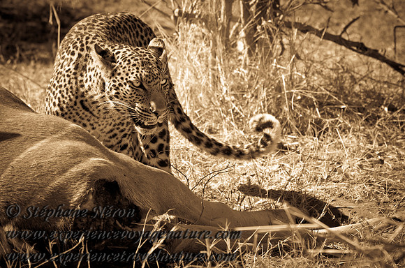 Africa2011-131