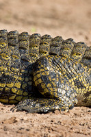 Chobe River