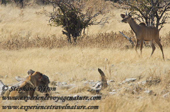 Africa2011-47